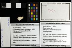 Foto (Objekt + Etiketten) von Cycloprosopon sp. 